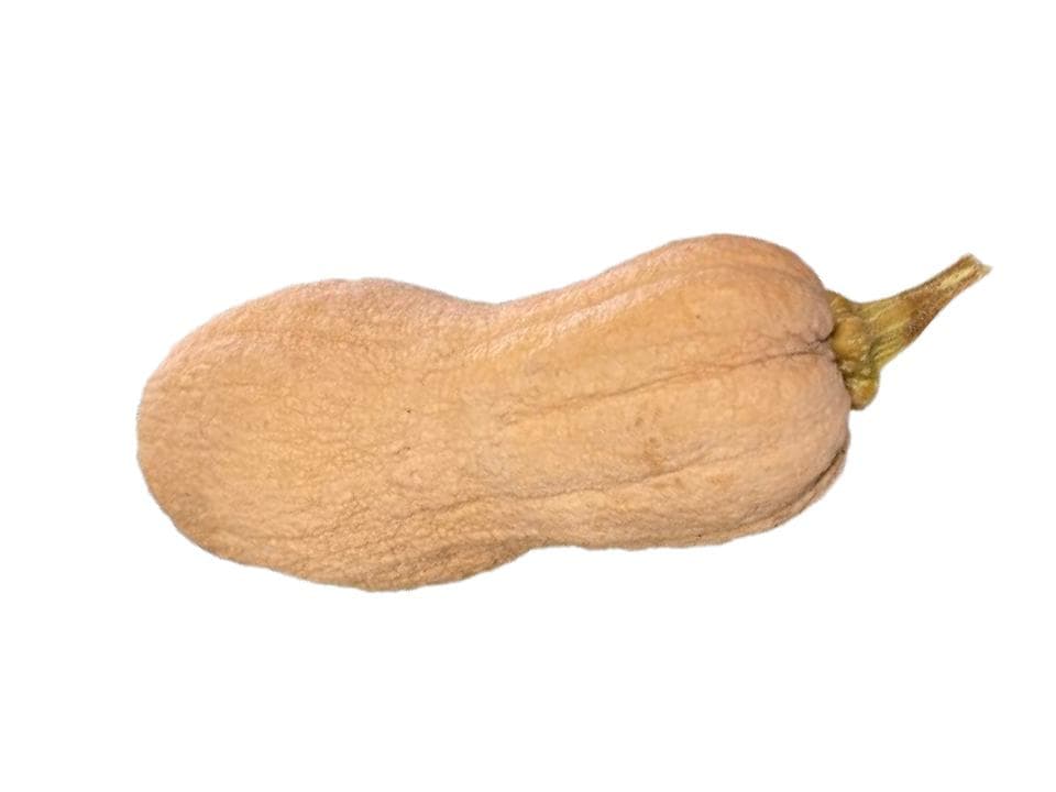 Zucca violina biologica