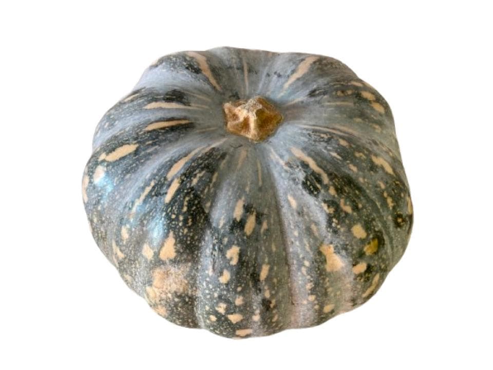 Zucca honshu biologica