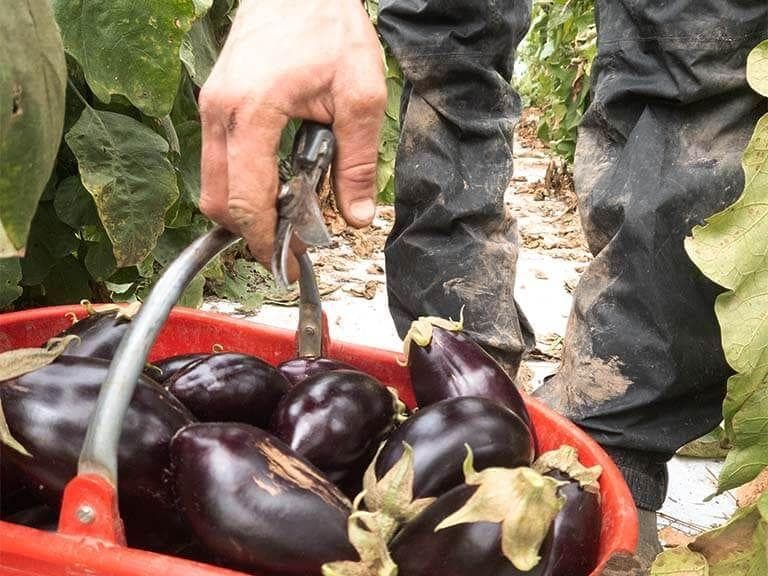 Secchio rosso di melanzane di Bio Fattoria Paradello