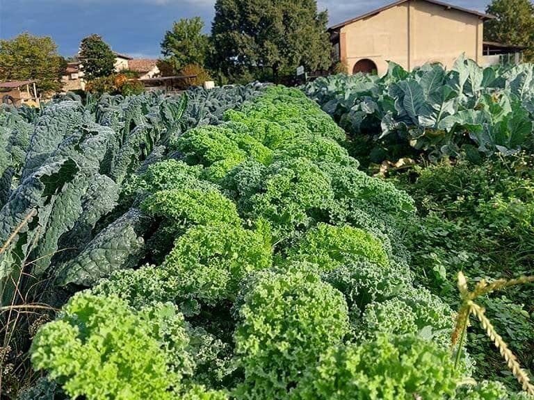 Ortaggi di Bio Fattoria Paradello