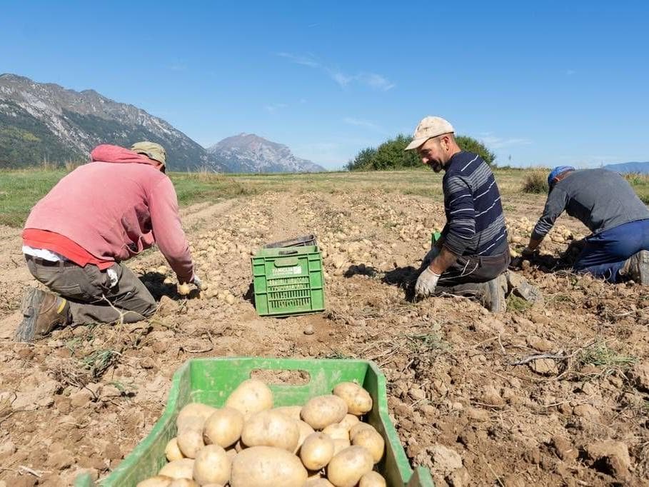 Raccoglitori di patate