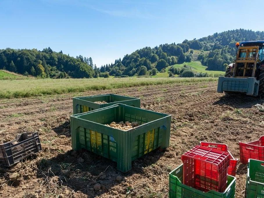 Cassetta di patate