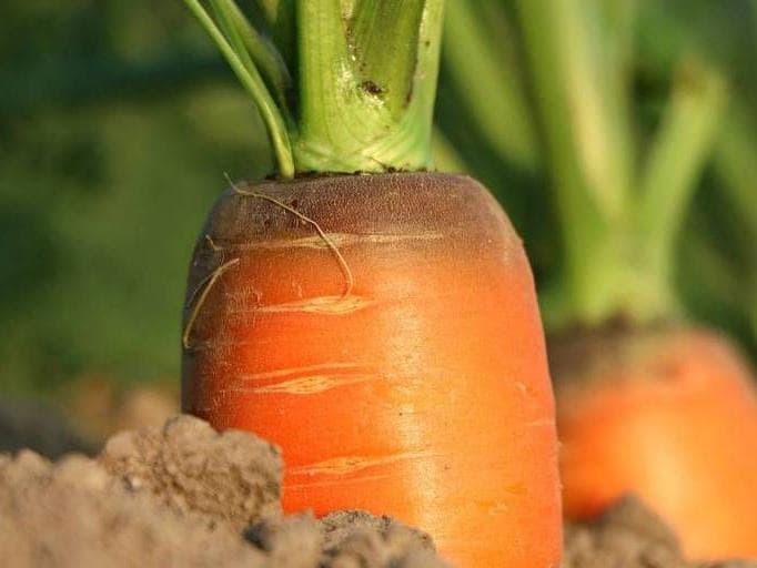 Dettaglio carota
