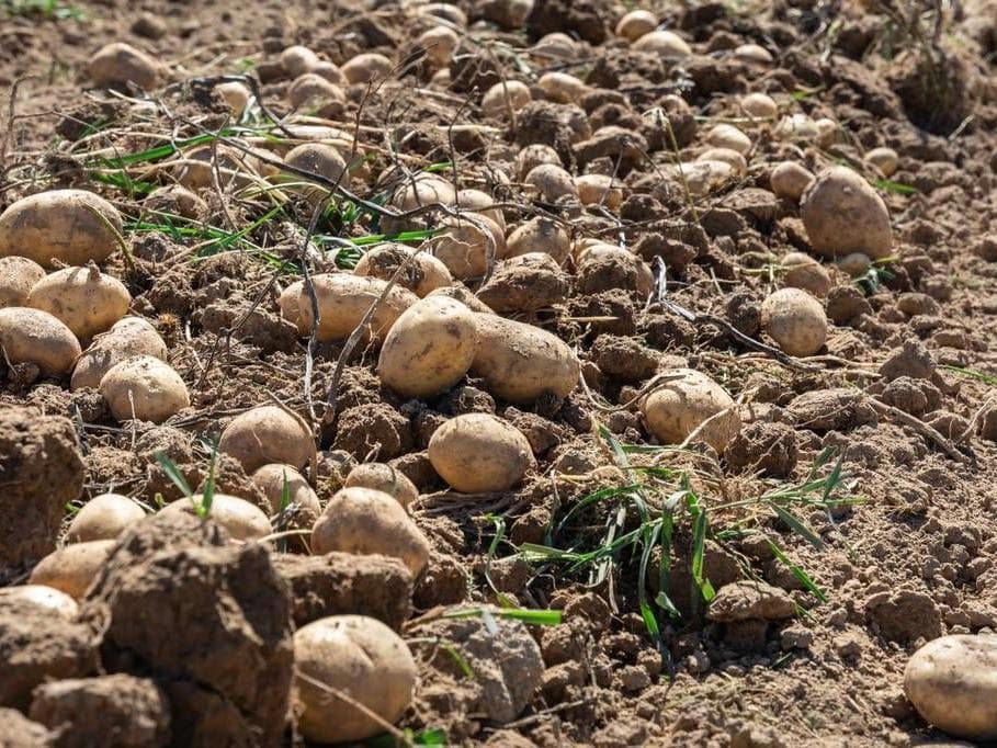 Gruppo di patate