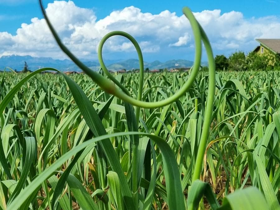 Primo piano di uno scapo d'aglio (il germoglio fiorale) che emerge da un campo coltivato. Lo scapo è di un verde brillante e presenta la sua tipica forma a spirale o ricciolo. Una mano tiene delicatamente la parte superiore dello stelo. Sullo sfondo si estende il campo di aglio verde sotto un cielo azzurro con nuvole bianche e montagne in lontananza.