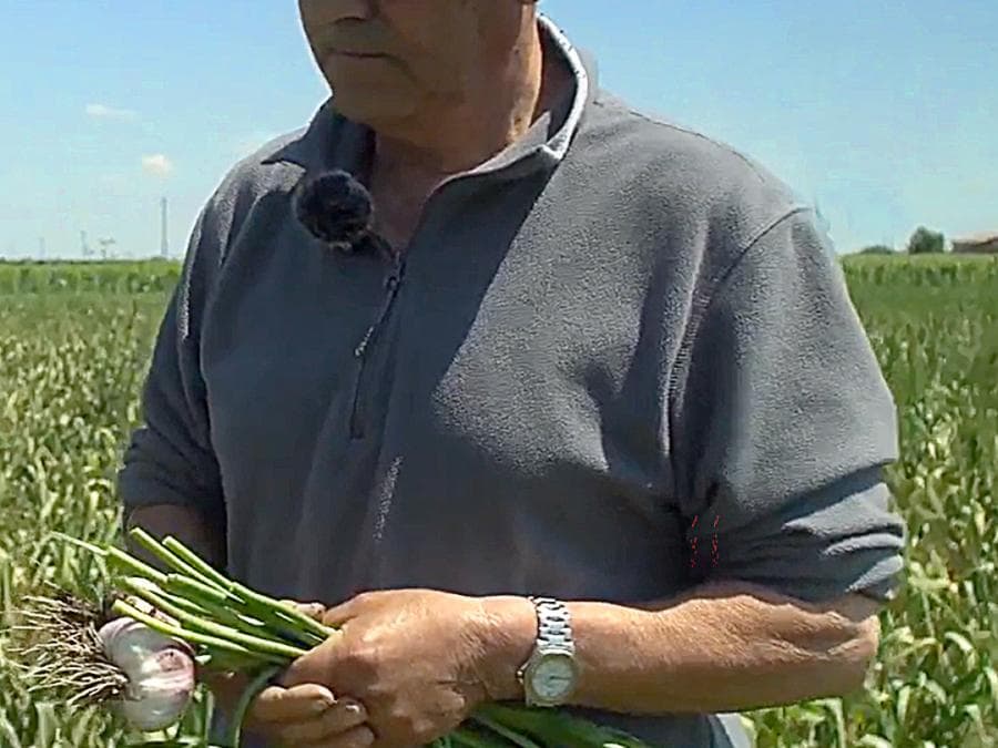 Un agricoltore in piedi nel campo tiene tra le mani un mazzo di scapi d'aglio appena raccolti e un bulbo di aglio con le radici ancora visibili. L'uomo indossa occhiali da sole e una maglia grigia a maniche lunghe. La luce solare è intensa e il campo di coltivazione si estende dietro di lui fino all'orizzonte.
