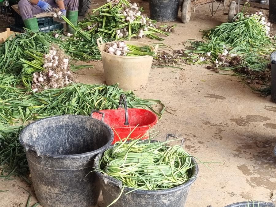 Interno di un magazzino agricolo o fienile dove avviene la lavorazione del raccolto. In primo piano, diversi secchi neri sono colmi di scapi d'aglio verdi arrotolati. Sul pavimento di cemento ci sono cumuli di piante d'aglio intere con i bulbi bianchi. Sullo sfondo, una persona seduta con un cappello di paglia e guanti blu è intenta a selezionare e pulire il prodotto.