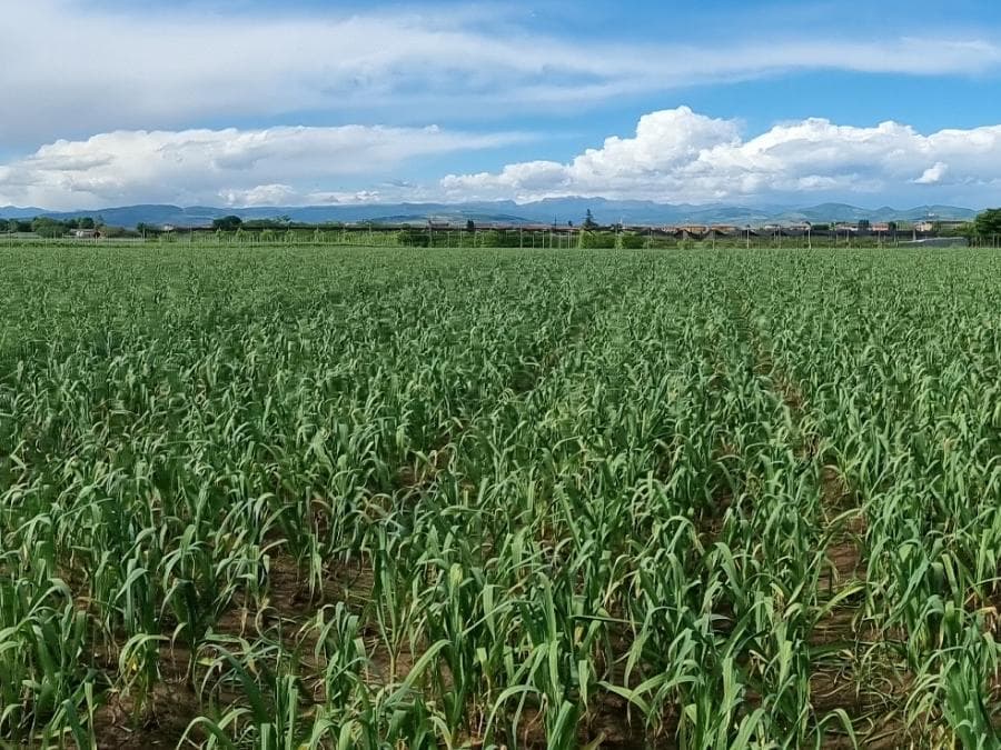 Una veduta panoramica di un ampio campo di aglio in pieno vigore vegetativo. Le piante verdi riempiono l'intera inquadratura, disposte in file ordinate su un terreno bruno. Sopra il campo, un vasto cielo azzurro è solcato da nuvole bianche e soffici, con il profilo delle montagne che si staglia all'orizzonte in un ambiente rurale sereno.