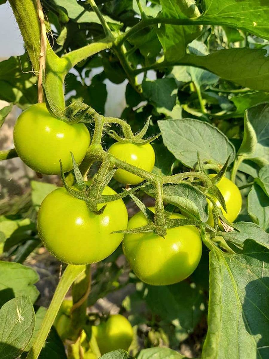 Pomodori