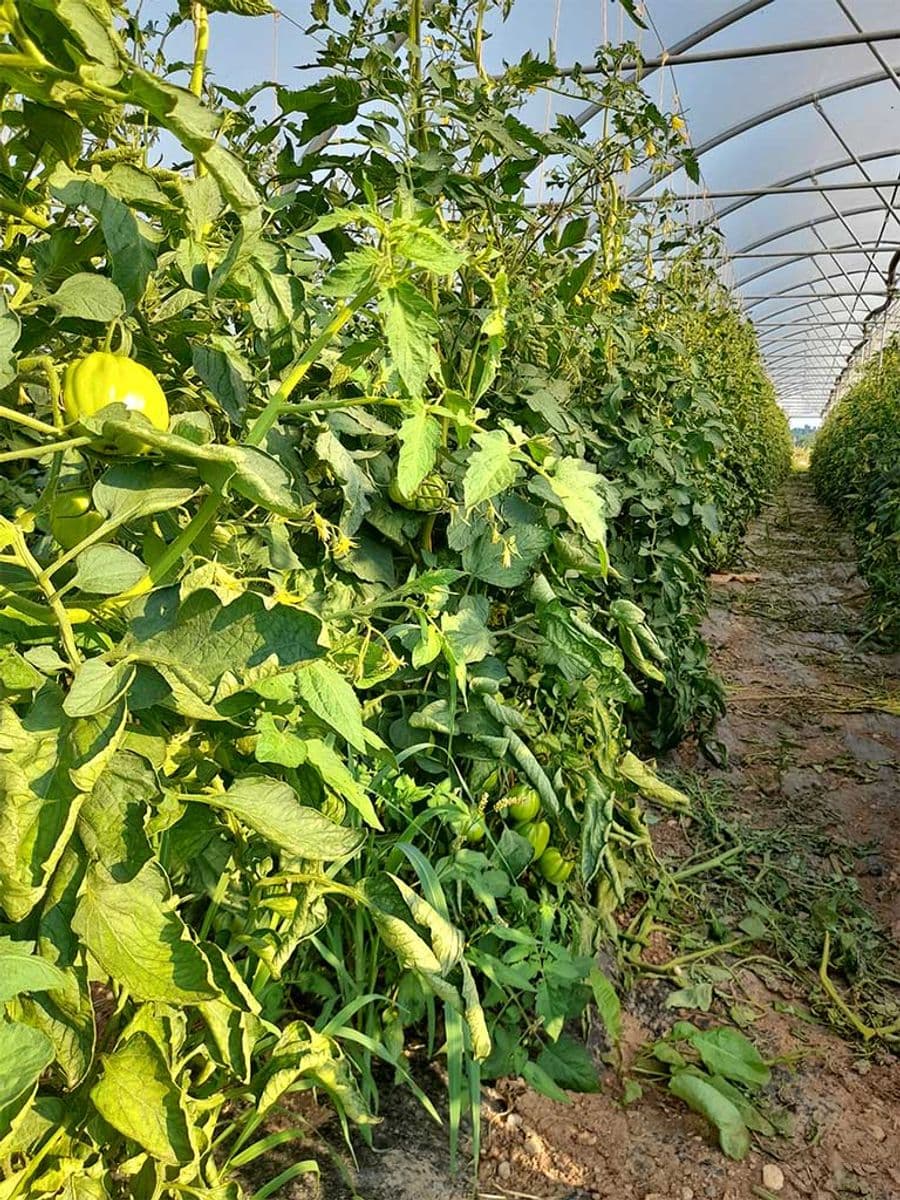 Piante di pomodori