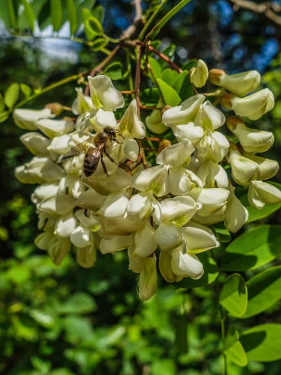 Un'ape operaia si posa su un fitto grappolo di fiori bianchi di acacia, circondata da foglie verdi illuminate dalla luce del sole.