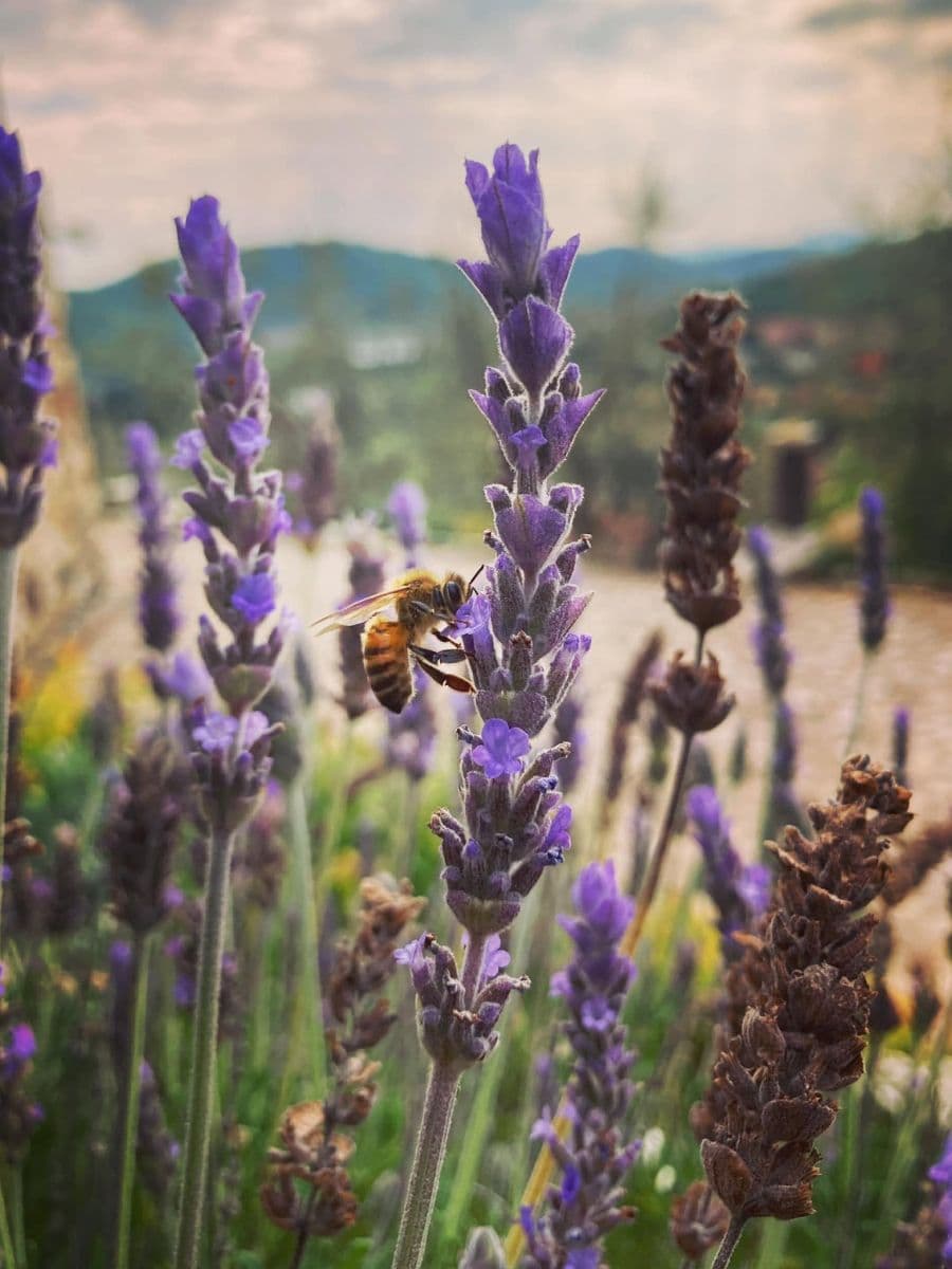 Macrofotografia di un'ape intenta a impollinare un fiore di lavanda viola, circondata da altri steli di lavanda leggermente sfocati.