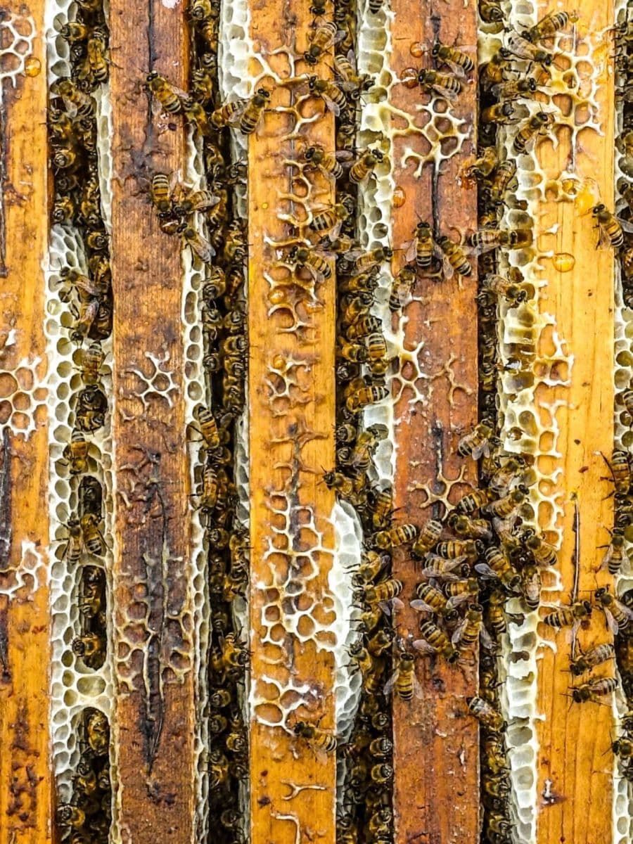 Vista dall'alto e ravvicinata di favi di legno all'interno di un'arnia, densamente ricoperti da api operaie intente a produrre miele e cera.