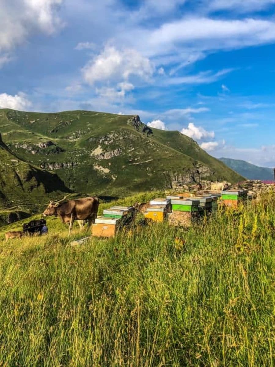 Un gruppo di arnie colorate posizionate su un pascolo d'alta montagna. Sullo sfondo si vedono mucche al pascolo, vette verdi e un lago alpino sotto un cielo parzialmente nuvoloso.