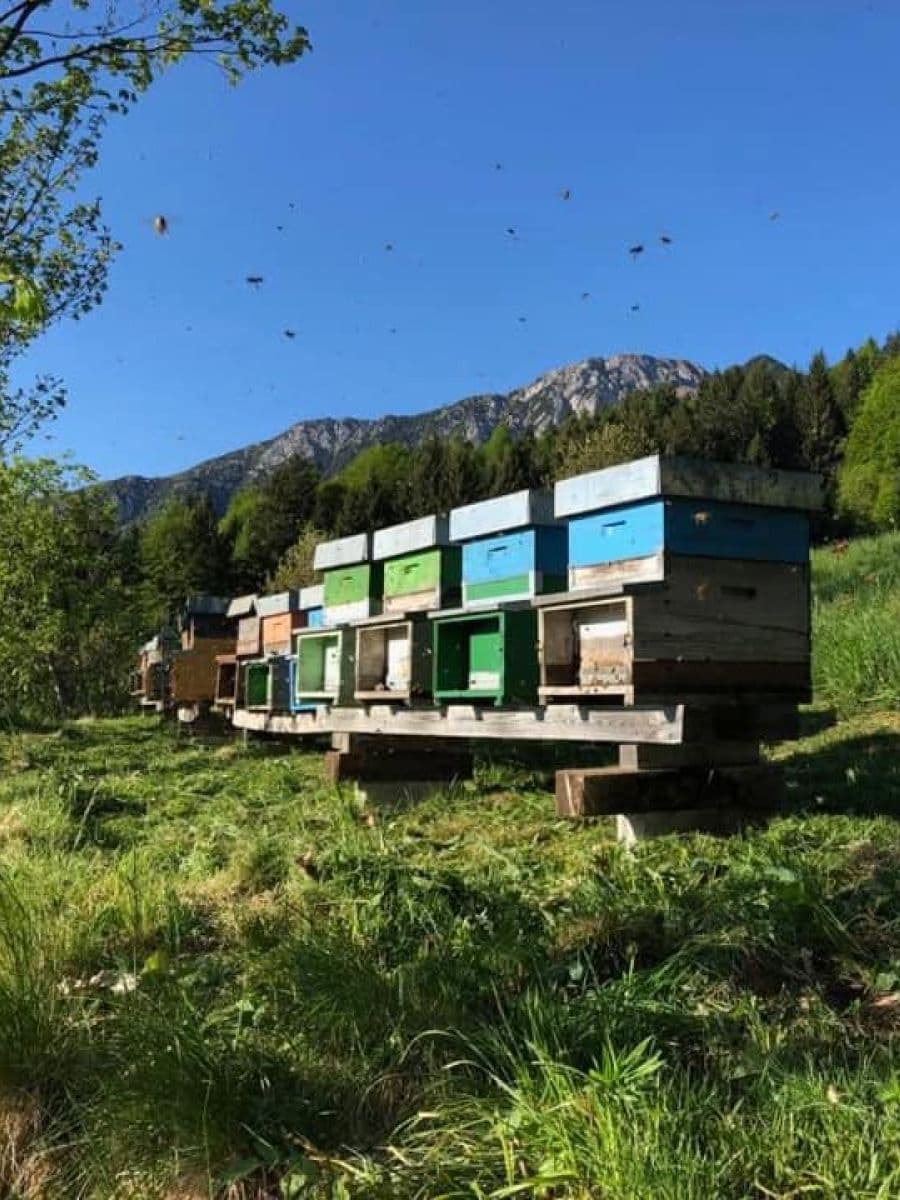 Una lunga fila di arnie colorate (azzurre, verdi, gialle e arancioni) disposte su un prato verde in pendenza, con montagne e boschi sullo sfondo sotto un cielo azzurro limpido.