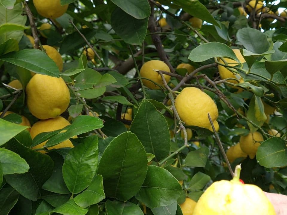Pianta di limoni
