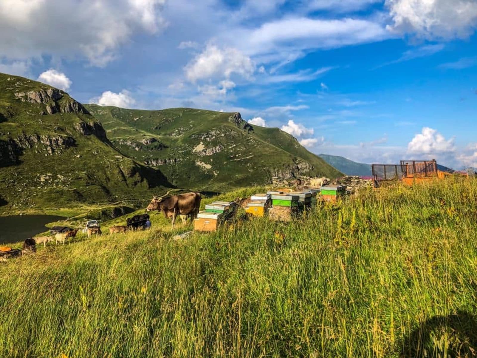 Apiario in alta montagna
