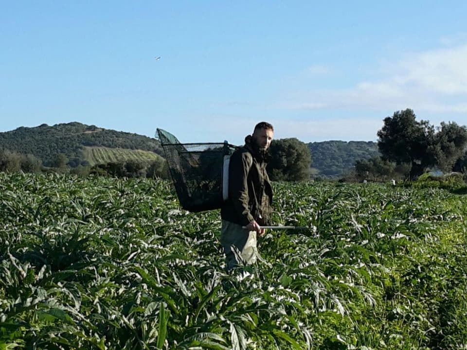Campo con contadini dell'azienda agricola Tobia Desogus