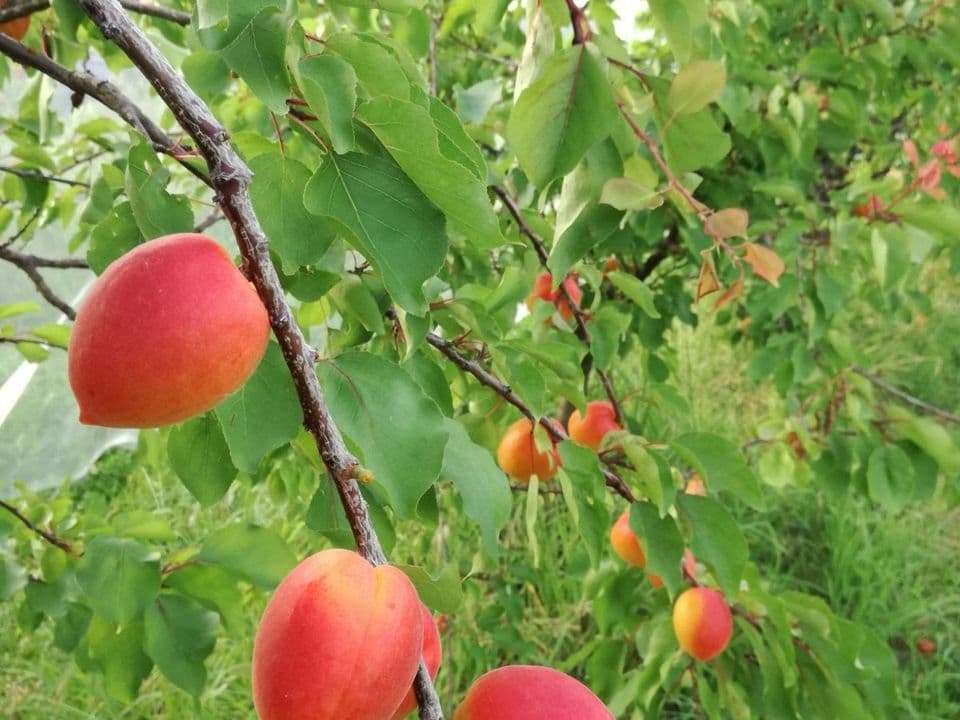Albicocche dell'azienda agricola Pagliette
