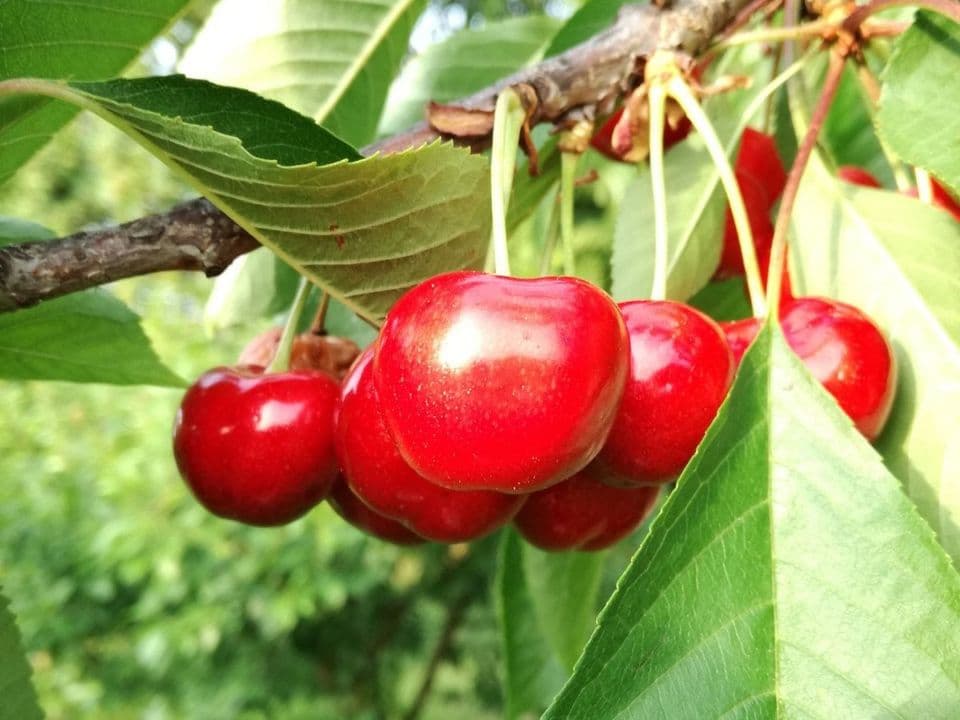 Ciliegie dell'azienda agricola Pagliette