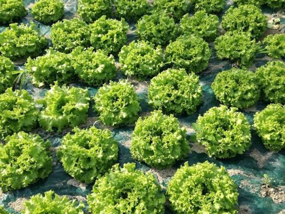 Insalata dell'azienda agricola Pagliette