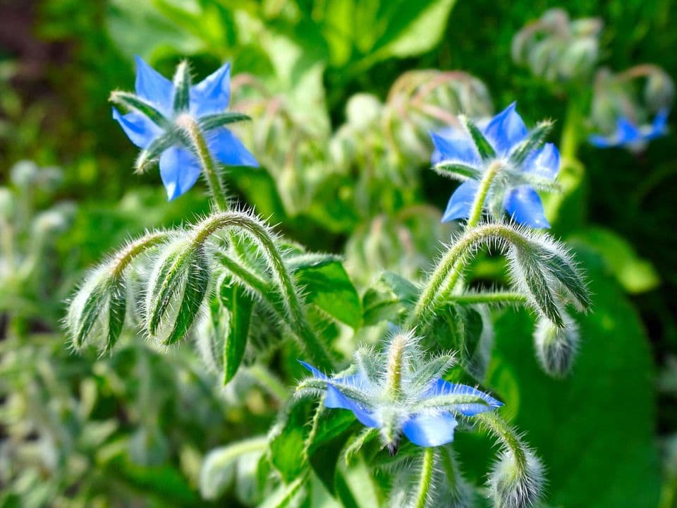 fiori e foglie di borragine