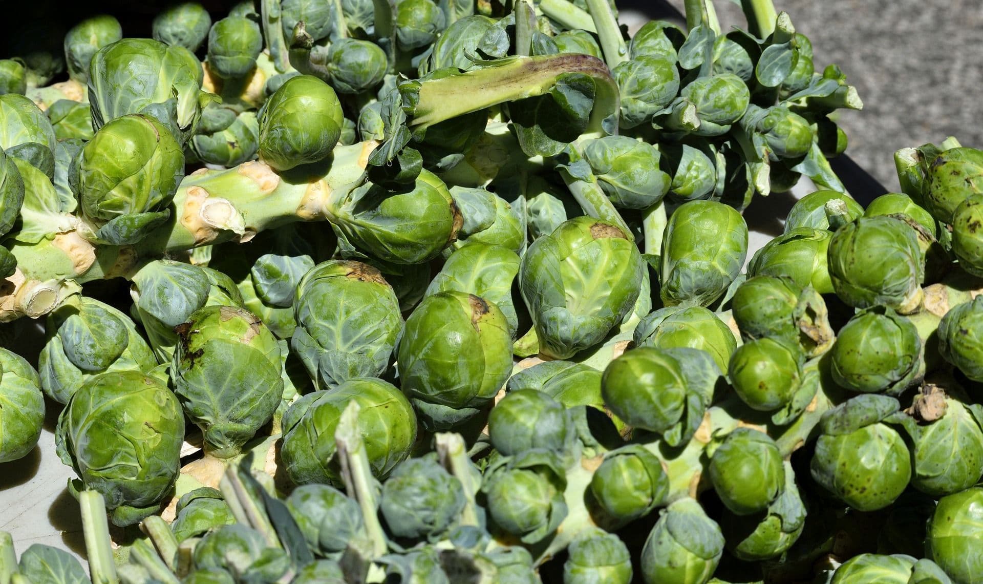 brussel-sprouts-2222294_1920.jpg