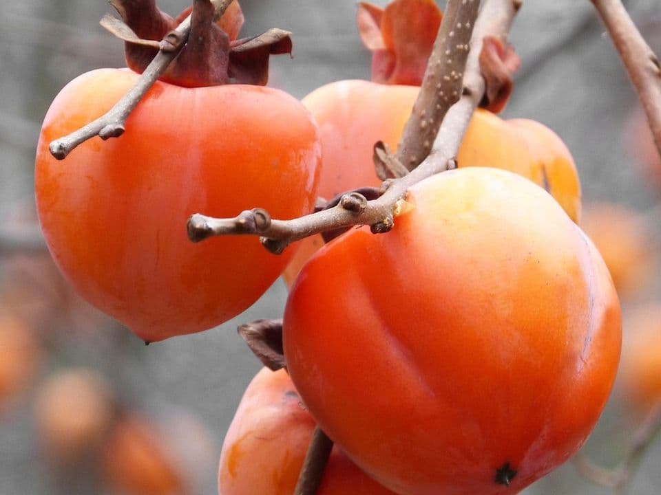 cachi biologici su ramo