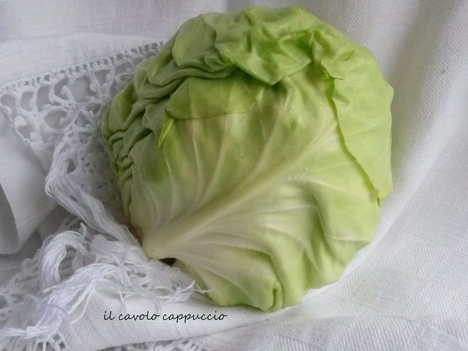 cavolo cappuccio
