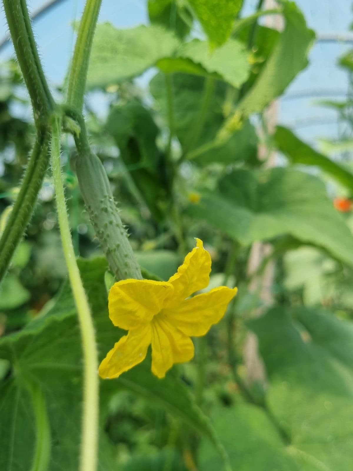 Cetriolo in fiore: azienda agricola Corte cervo (MN)