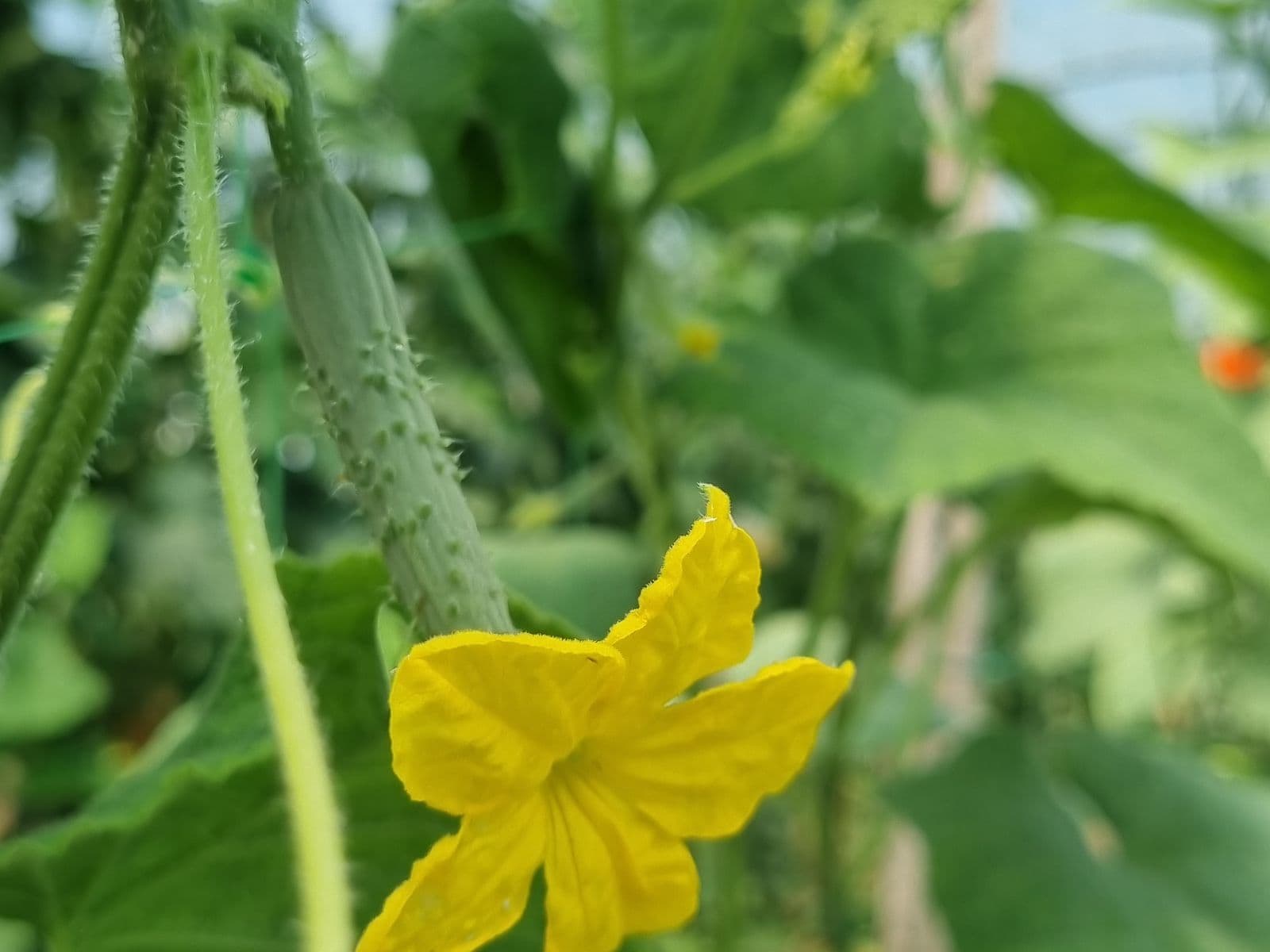 Cetriolo in fiore: azienda agricola Corte cervo (MN)