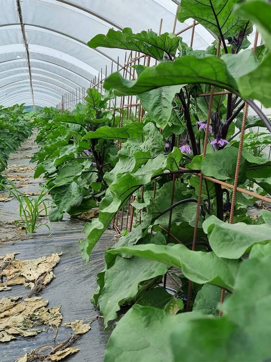 corte cervo_melanzane