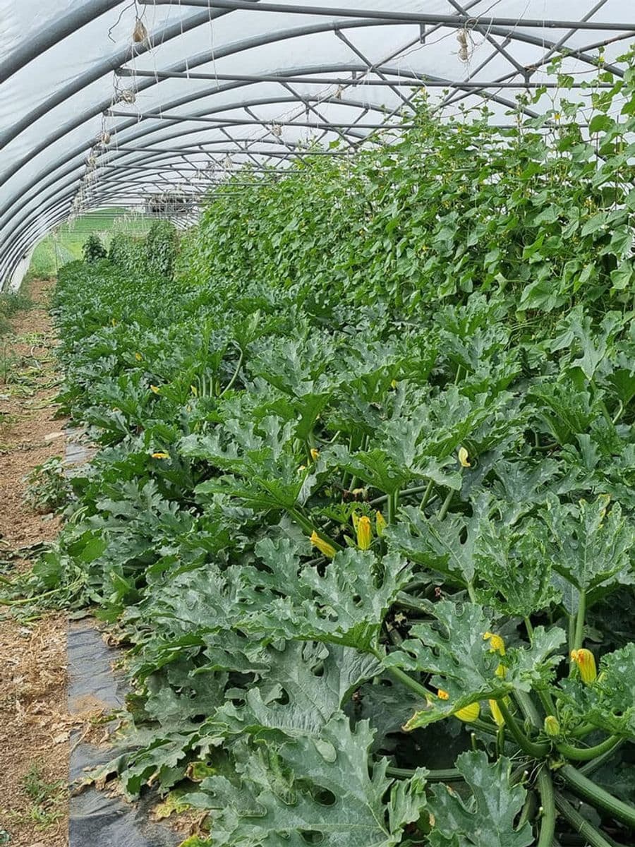 corte cervo_zucchine