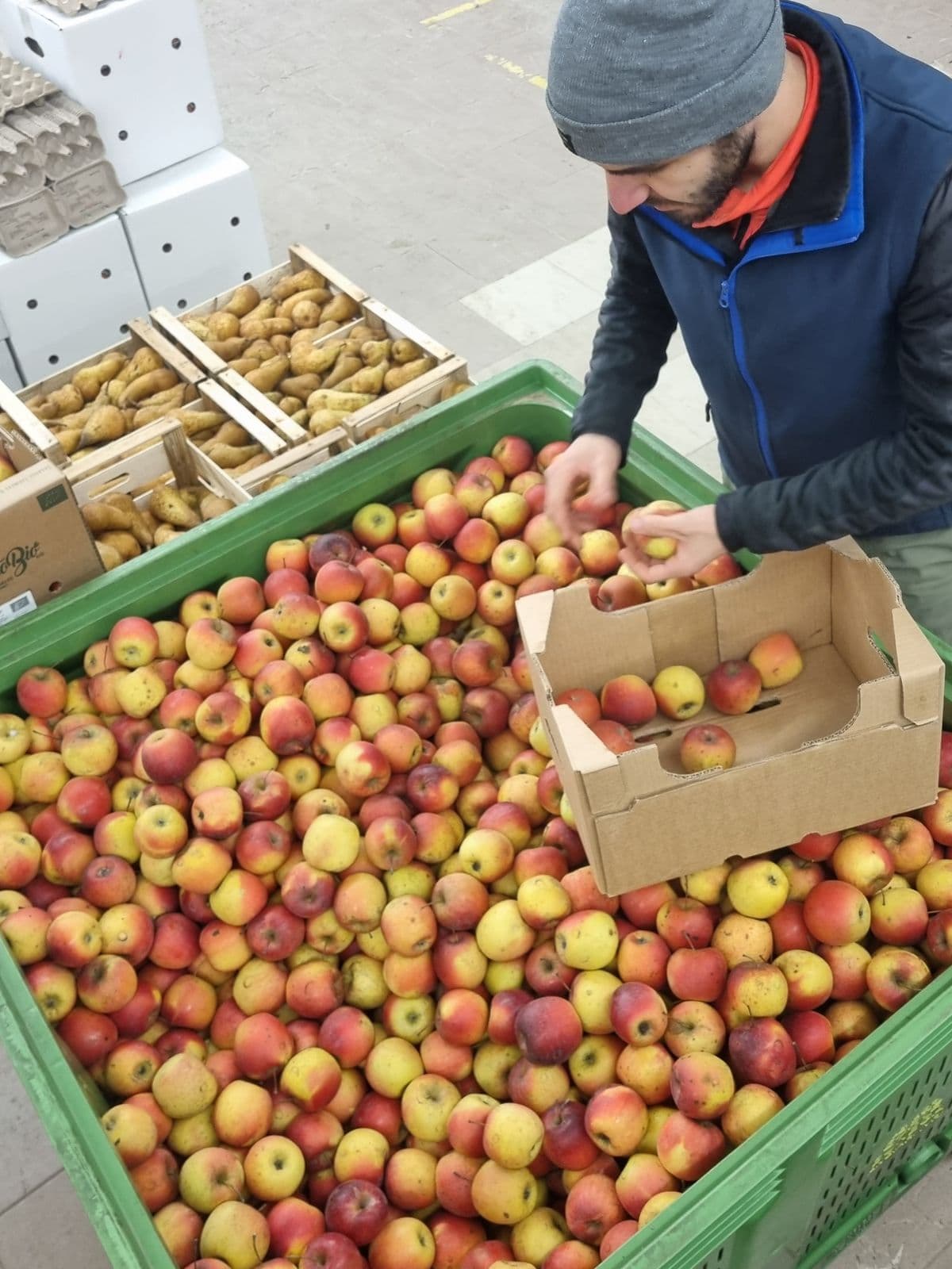 Inquadratura dall'alto di un operatore che seleziona mele rosse e gialle da un grande contenitore di plastica verde in un magazzino o mercato all'ingrosso. L'uomo sta riponendo i frutti in una scatola di cartone. Sullo sfondo si notano altre cassette di pere, confezioni di uova e un carrello metallico su un pavimento industriale grigio.