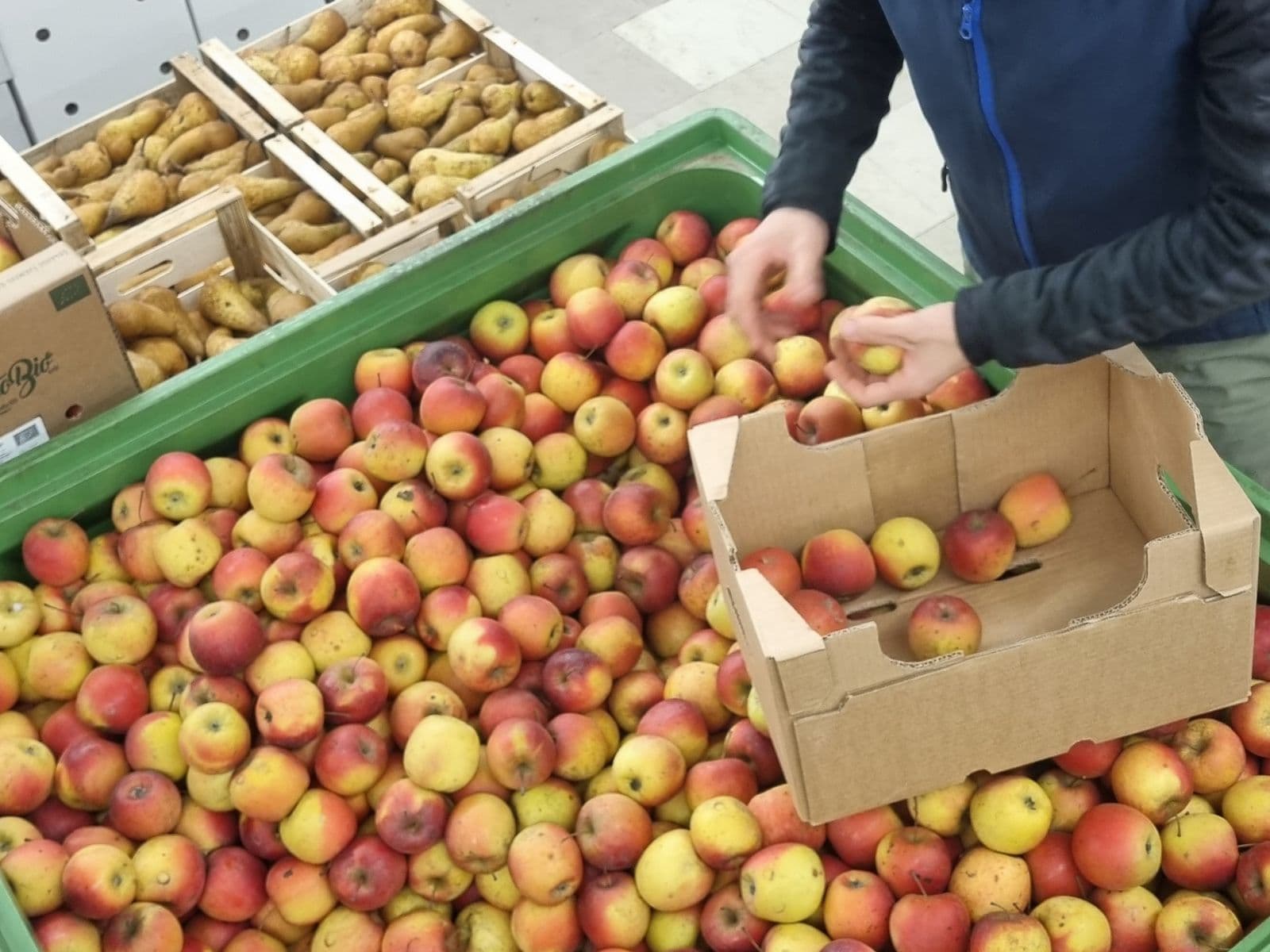 Inquadratura dall'alto di un operatore che seleziona mele rosse e gialle da un grande contenitore di plastica verde in un magazzino o mercato all'ingrosso. L'uomo sta riponendo i frutti in una scatola di cartone. Sullo sfondo si notano altre cassette di pere, confezioni di uova e un carrello metallico su un pavimento industriale grigio.