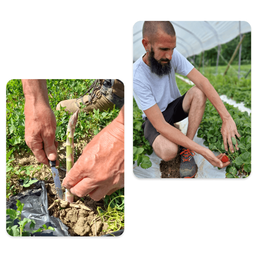 Due fotografie che ritraggono il lavoro agricolo in un campo durante la primavera. A sinistra: Un primo piano delle mani di un agricoltore che utilizza un coltello per raccogliere con cura un asparago bianco dal terreno. L'asparago emerge da un terreno pacciamato con teli di plastica nera. A destra: Un uomo con la barba, accovacciato tra i filari di una serra, sta raccogliendo una fragola rossa matura da una pianta. Indossa abiti sportivi e scarpe da trekking.
