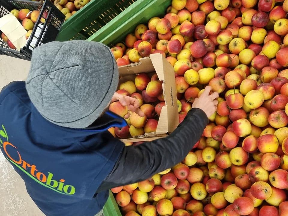 Vista dall'alto di un operatore che indossa un gilet blu con il logo "Ortobio" e una cuffia grigia mentre seleziona e smista manualmente delle mele biologiche. L'uomo sta prelevando delle mele rosse e gialle da un grande contenitore verde per riporle in una cassetta di cartone. Sullo sfondo si notano altre casse piene di frutti, suggerendo un ambiente di magazzino ortofrutticolo e di vendita all'ingrosso.