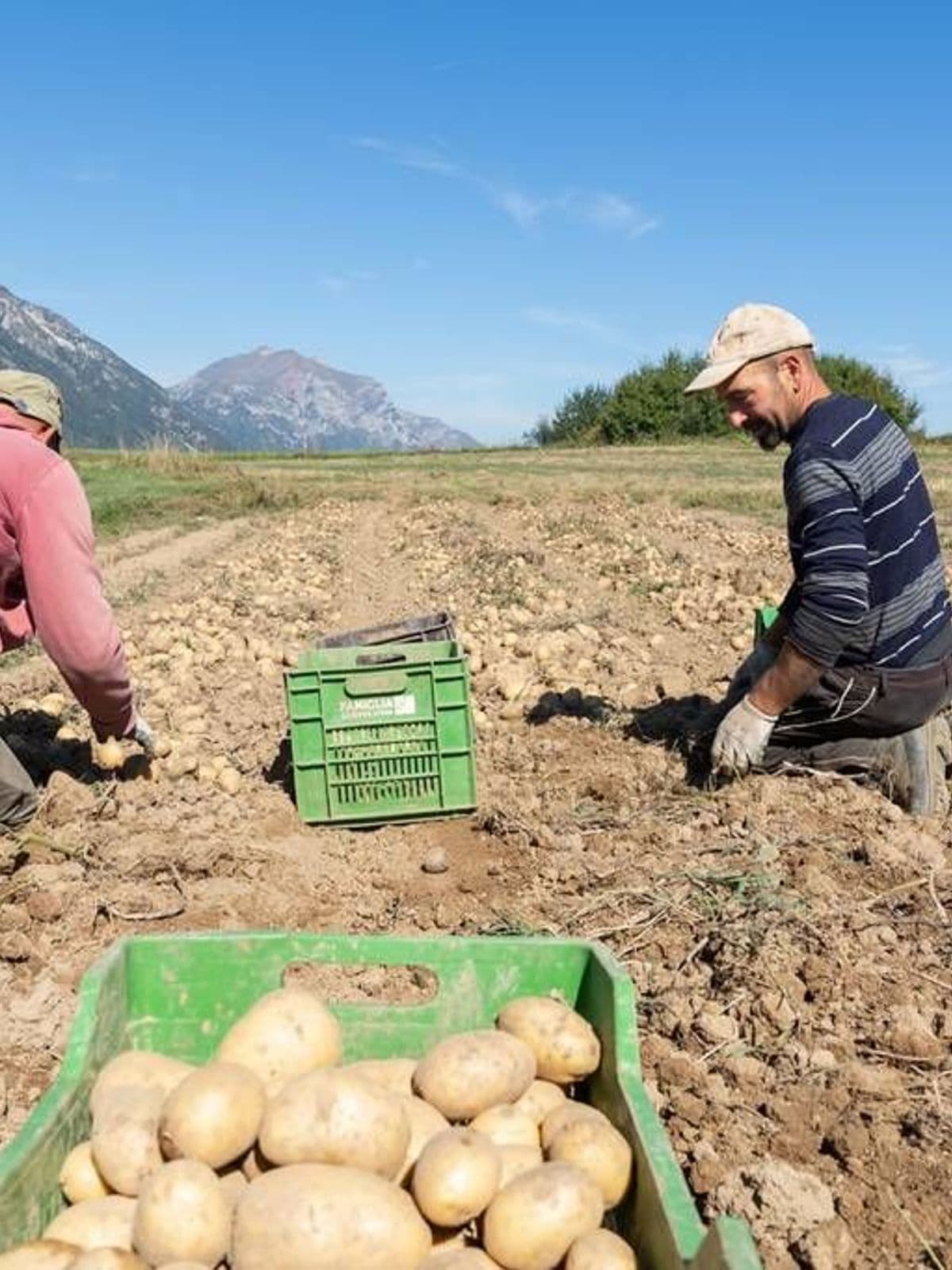 Raccoglitori di patate