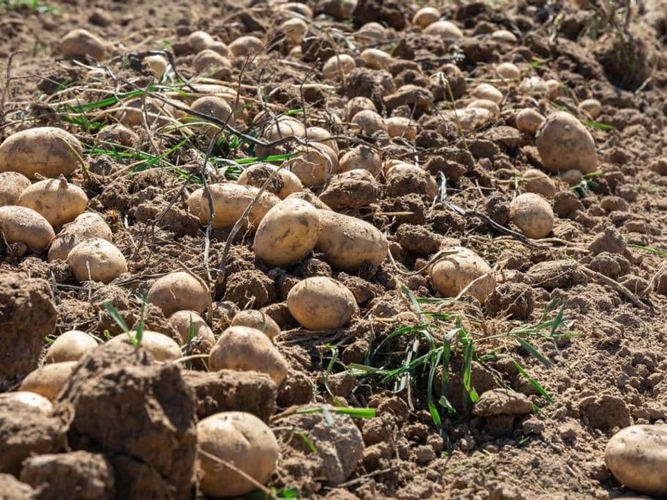 Gruppo di patate