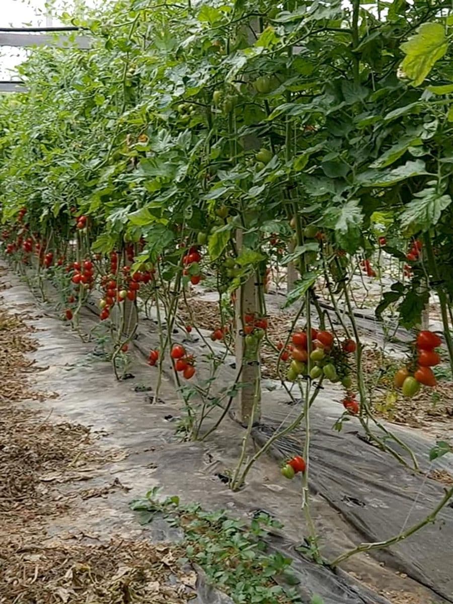 Pomodori coltivazione bio