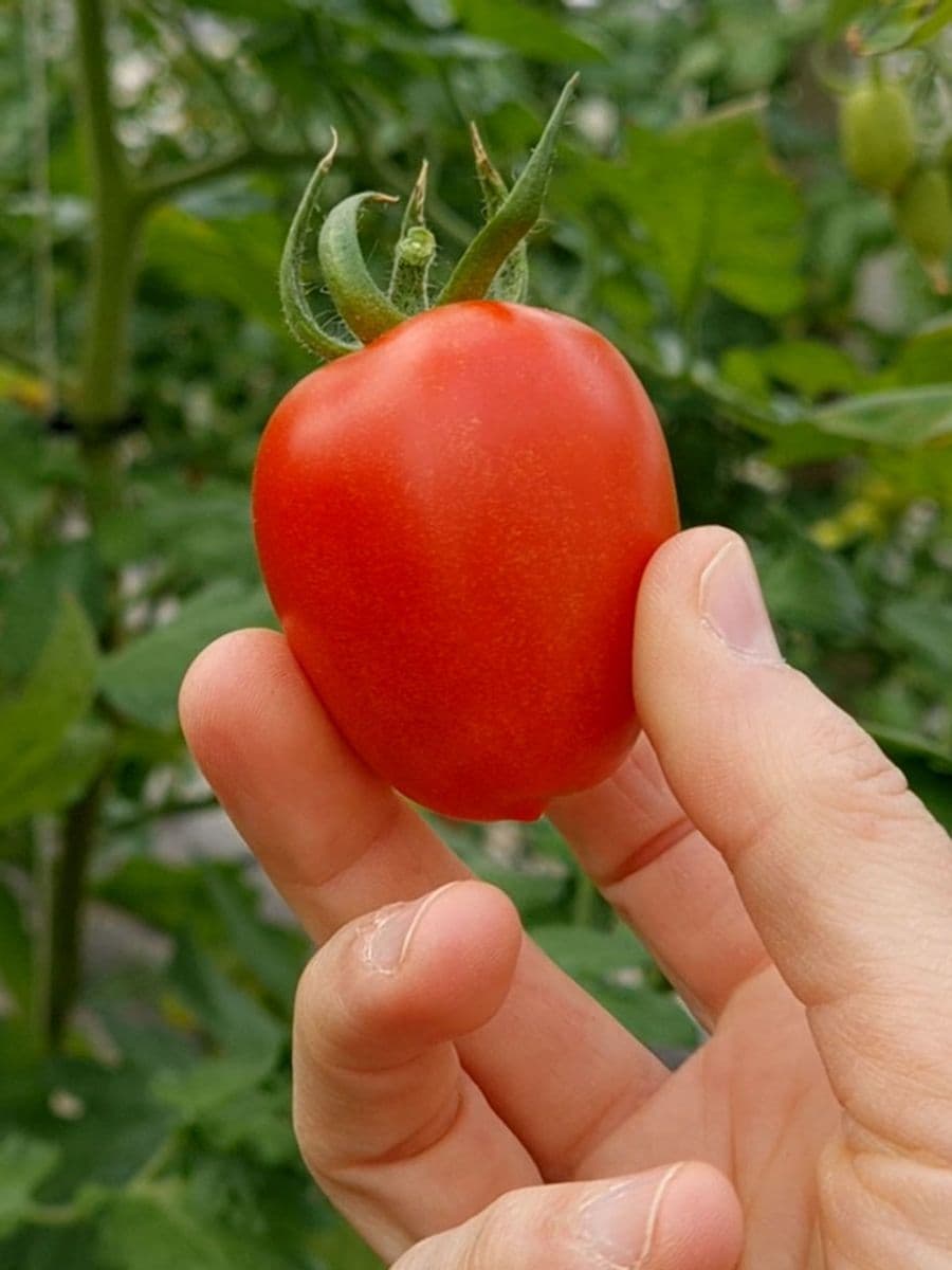 Coltivazione di pomodori
