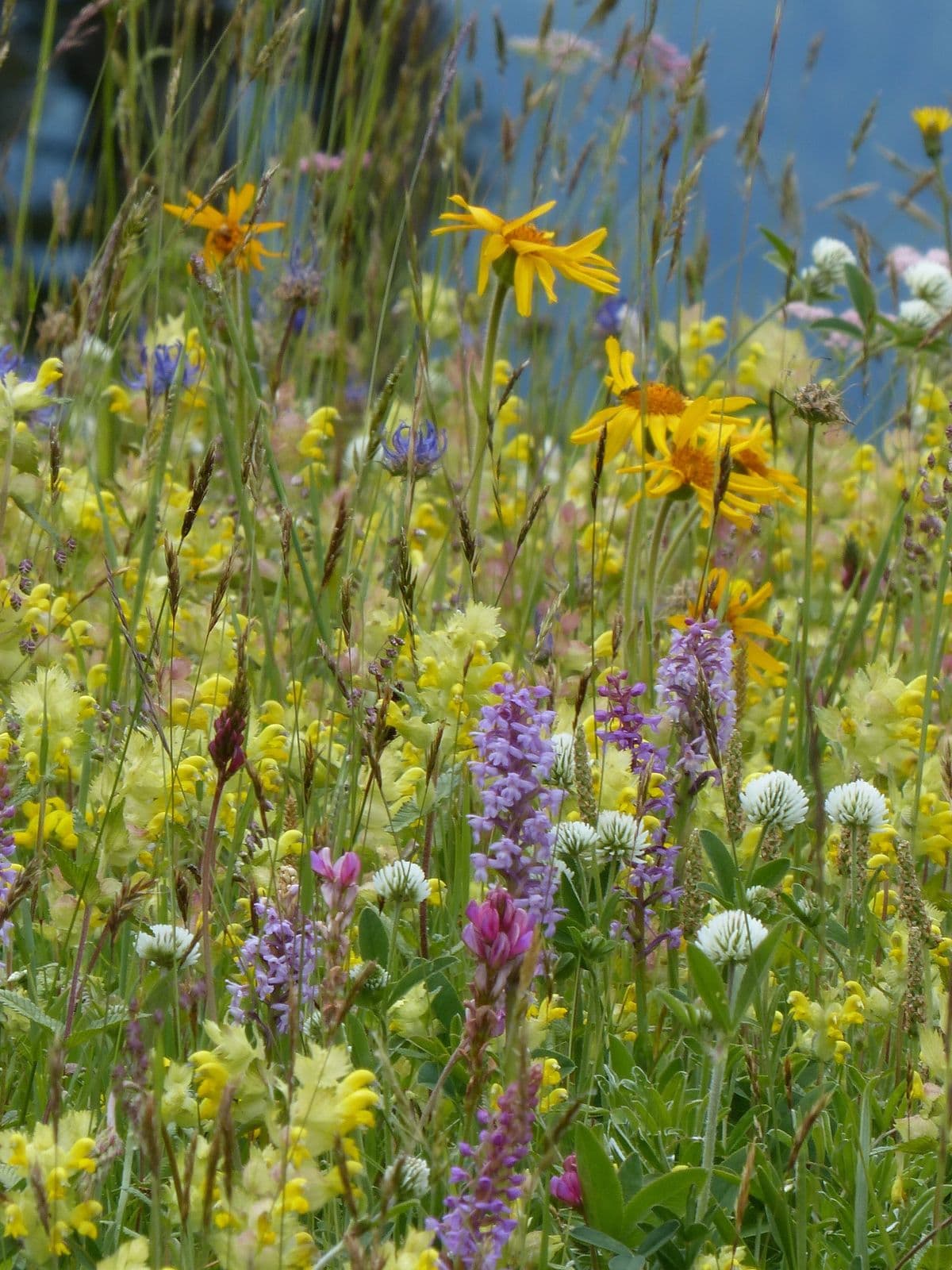 Prato con fiori misti a leguminose