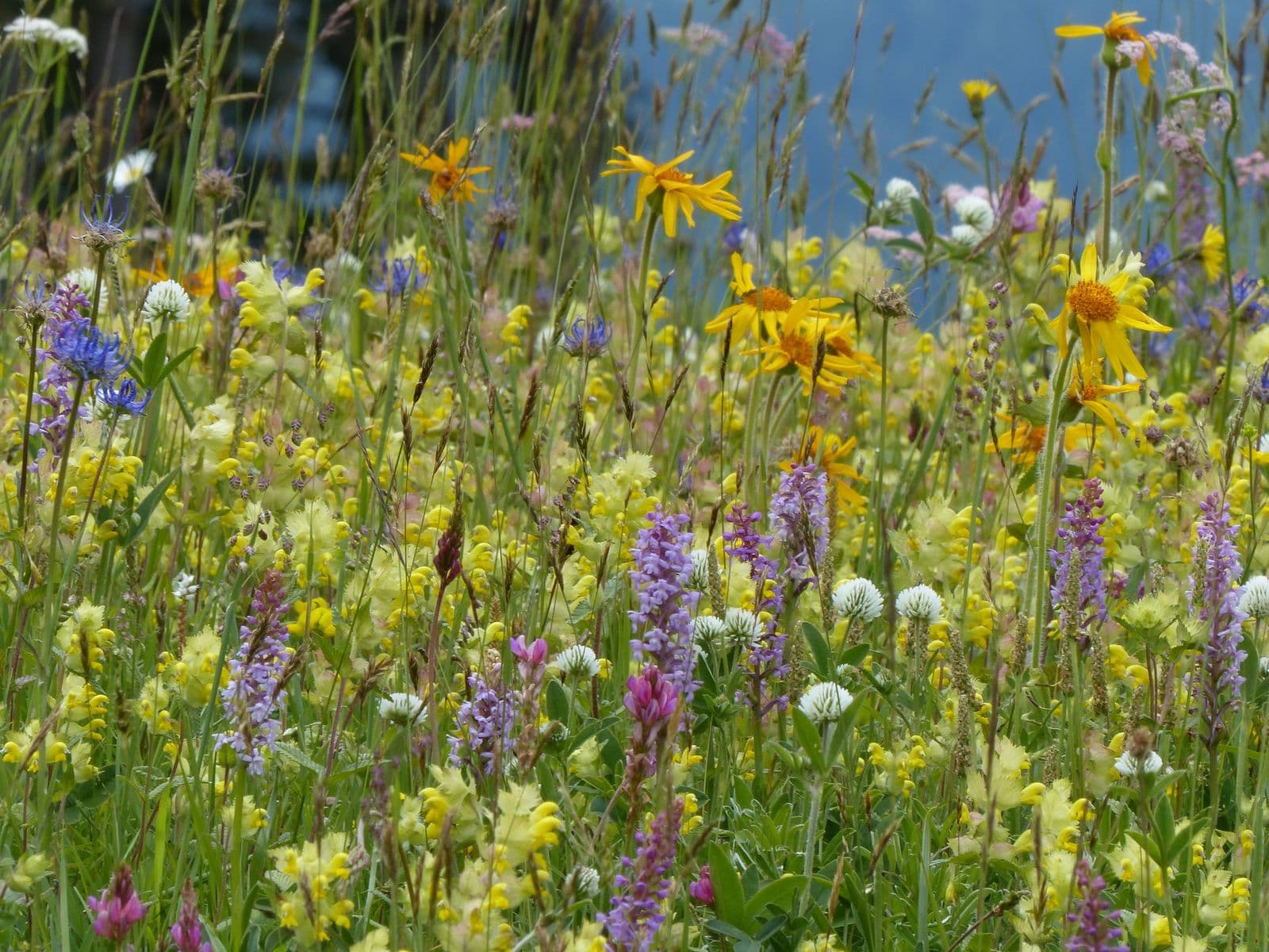 Prato con fiori misti a leguminose