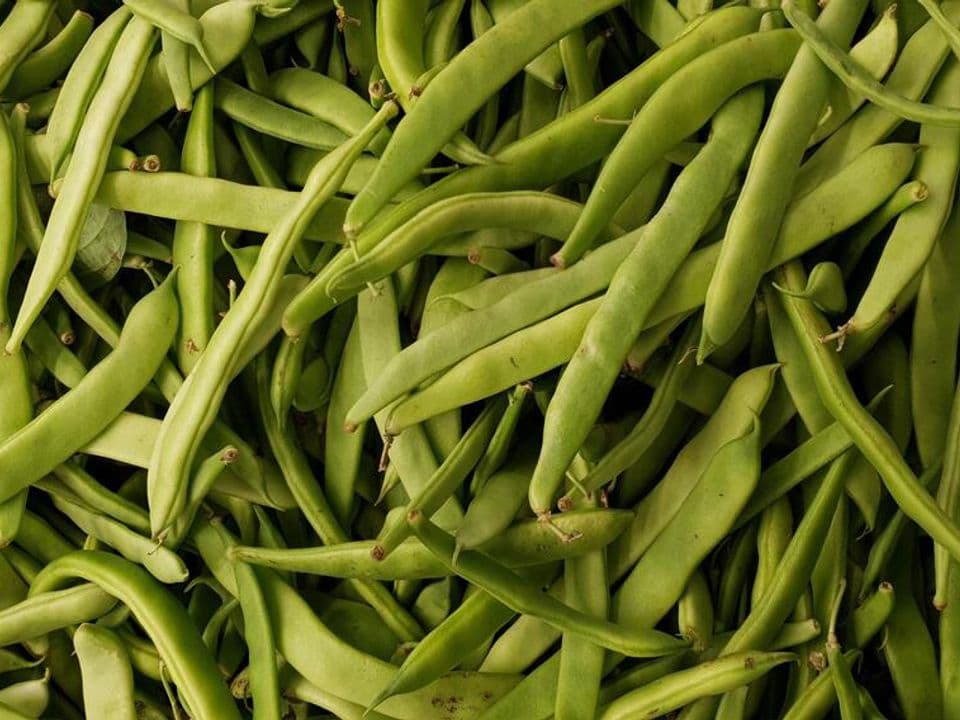 taccole biologiche verdi