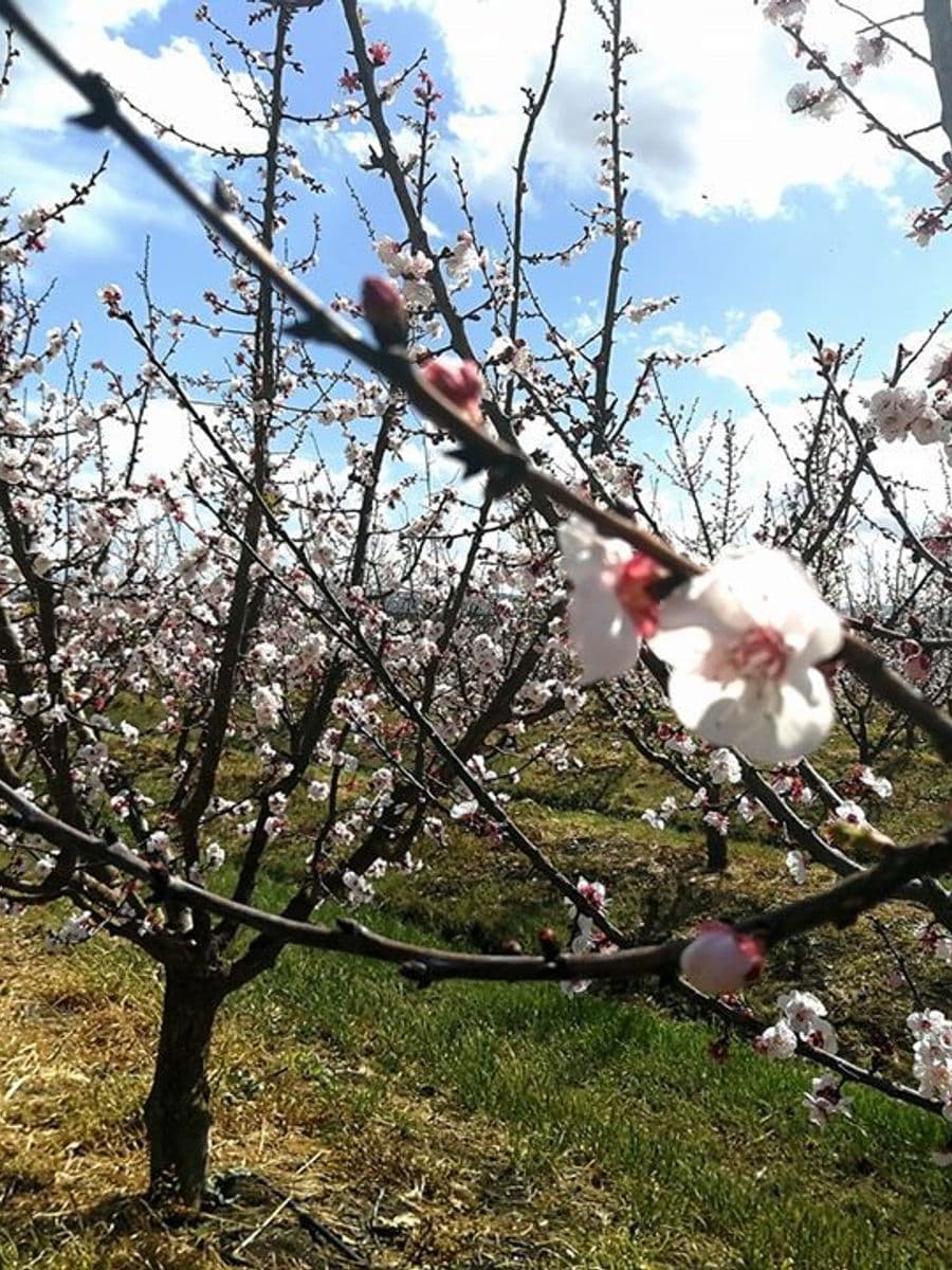 Alberi di agrumi in fiore