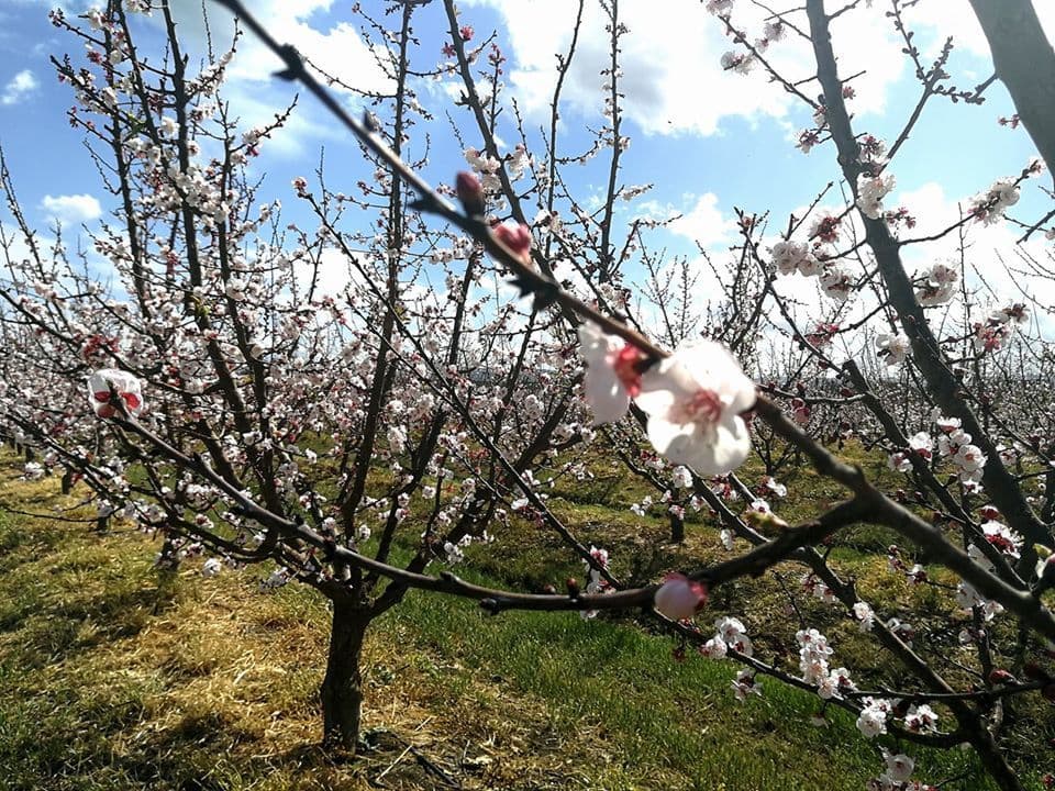 Alberi di agrumi in fiore