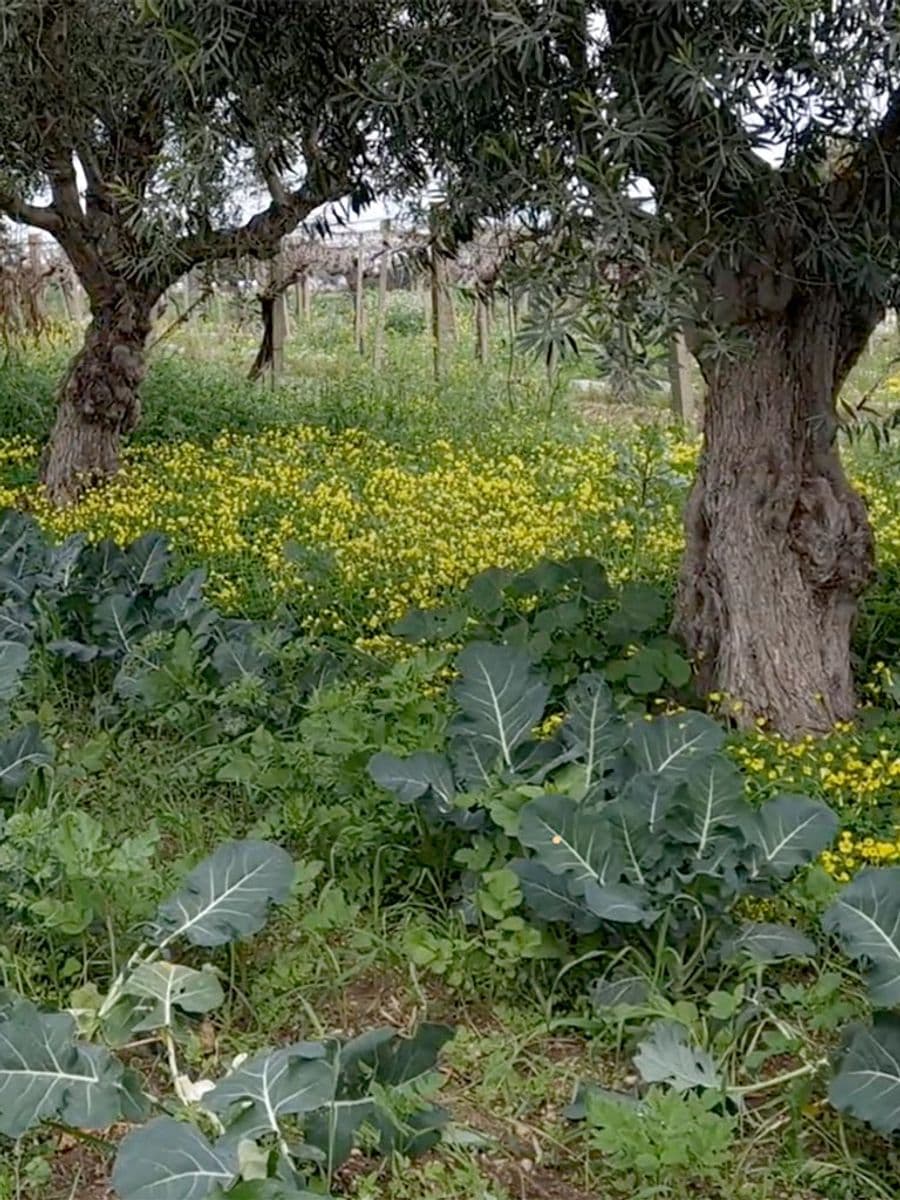Coltivazioni Cosimo Bio