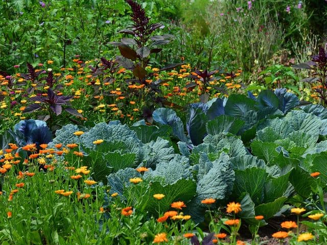 L'orto in autunno - spesa nei campi e attività naturalistiche per bambini