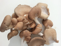 funghi-Pleurotus-mantova-biologici