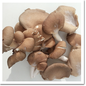 Funghi Pleurotus Cortobio